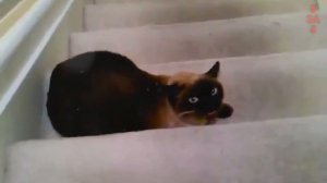 Сиамская кошка, самое злопамятное животное, которое нельзя ругать!