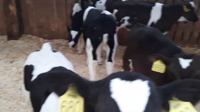продажа бычков холмогоров от 1 мес 89021269981 вайбер вацап смотреть онлайн