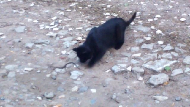 Не повезёт, если чёрный кот дорогу перейдёт смотреть онлайн