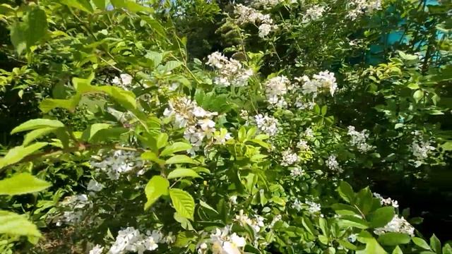 vlog??ОКРОШКА ОТ МУЖА.НА ДАЧЕ-ЗЛАЯ СОСЕДКА-ШИКАРНЫЕ ПИОНЫ И АНТИКВАРНЫЙ СТОЛ.СКУЧНО НЕ БЫВАЕТ. смотреть онлайн