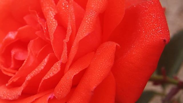 Евангелие дня. Библейские чтения.Неделя 5-я Великого поста. (05 апреля 2020 г.) смотреть онлайн