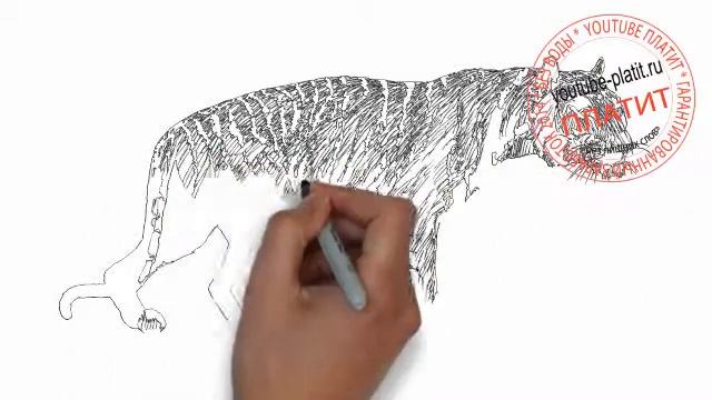 Как нарисовать свирепого тигра карандашом на охоте смотреть онлайн