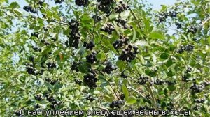 Черноплодная рябина — выращивание и уход