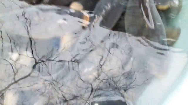 Огромные рождественские карпы.В Праге во всю кипит продажа рождественских карпов. смотреть онлайн