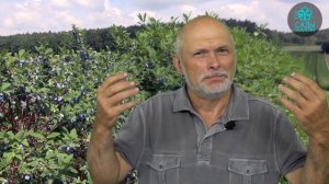 Канадская жимолость - революция в селекции!