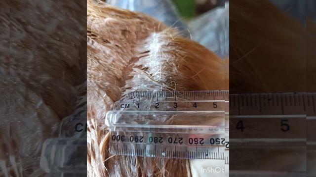 Окрашивание волос в тотал блонд и "Боб" Hair coloring in totalblond & Bob #окрашивание #haircolorin смотреть онлайн