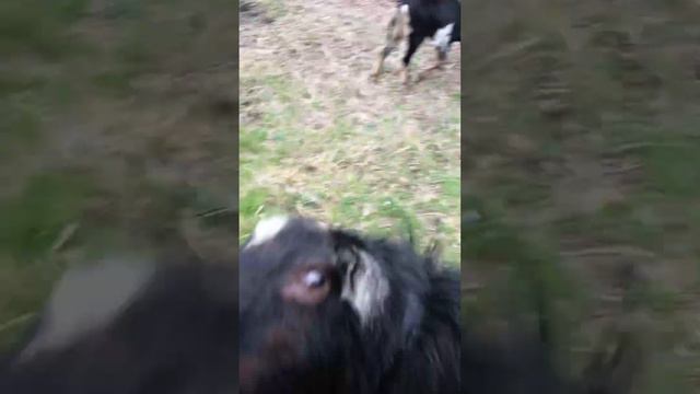 Любовь зла полюбишь и козла смотреть онлайн