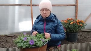 Как сохранить петунию зимой!