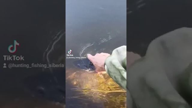 сибирский таймень! рыбалка на тайменя! Siberian taimen! fishing for taimen! смотреть онлайн
