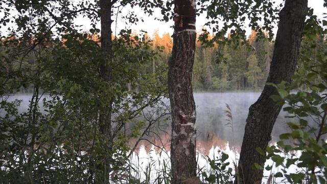 Музыка утреннего леса. Автор фильма - Александр Травин смотреть онлайн