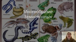 Урок Класс Земноводные