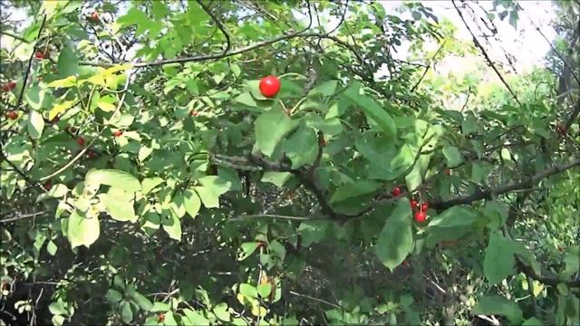 ВОДОПАД  на КАРДОНЕ .