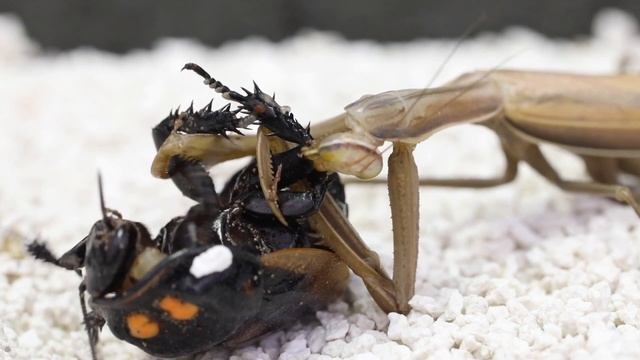 CAN A PRAYING MANTIS EAT THE LARGEST COCKROACH? смотреть онлайн
