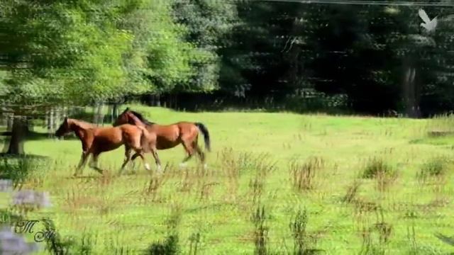 Для души... Эдгар Туниянц - Волшебная мелодия... Edgar Tuniyants - Magic Melody... смотреть онлайн