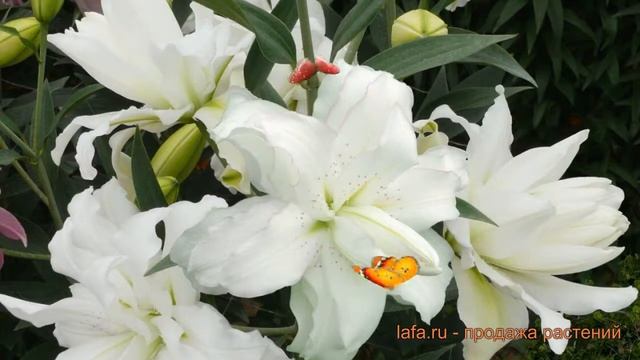 Лилия восточная махровая Лотус Пьюр (lilium) ? обзор: как сажать, луковицы лилии Лотус Пьюр смотреть онлайн