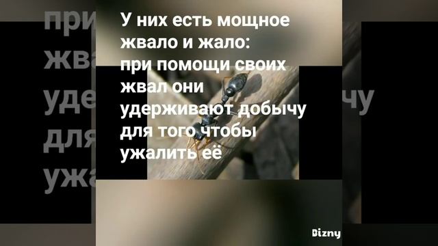 Опасные хищники Австралии "Муравьи-бульдоги" смотреть онлайн