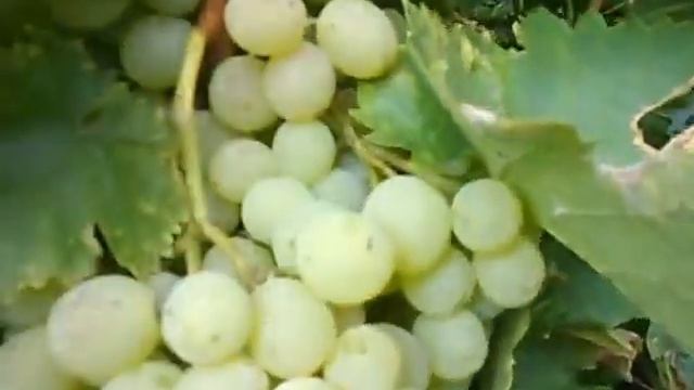 Сорт винограда Восторг. смотреть онлайн