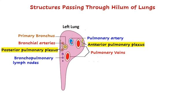 Hilum of Lung -Structures passing through | Root of Lung | Lung anatomy | [Simplified} смотреть онлайн
