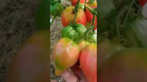 Томат Японка