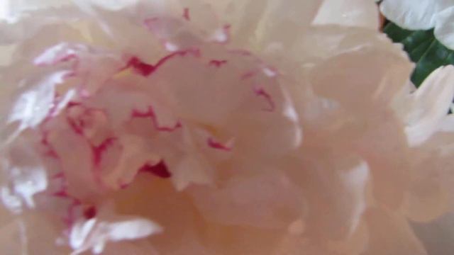 My Peonies are opening! смотреть онлайн