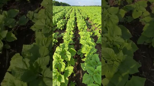 Соняшник 2021. Підпалив соняшник гербіцидом. Внесення мікродобрив.