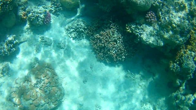 Домик для ската.Отличный риф Coral Beach.Хургада. смотреть онлайн