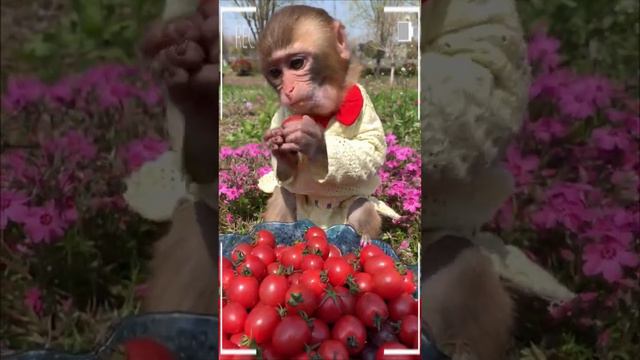 The Best of Monkey Videos - A Funny Monkeys Compilation Ep5 смотреть онлайн