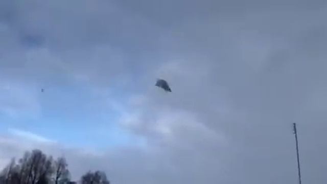 Голуби у Виктора-45(Питомник Западный-Белые ) 8-906-727-22-43 смотреть онлайн