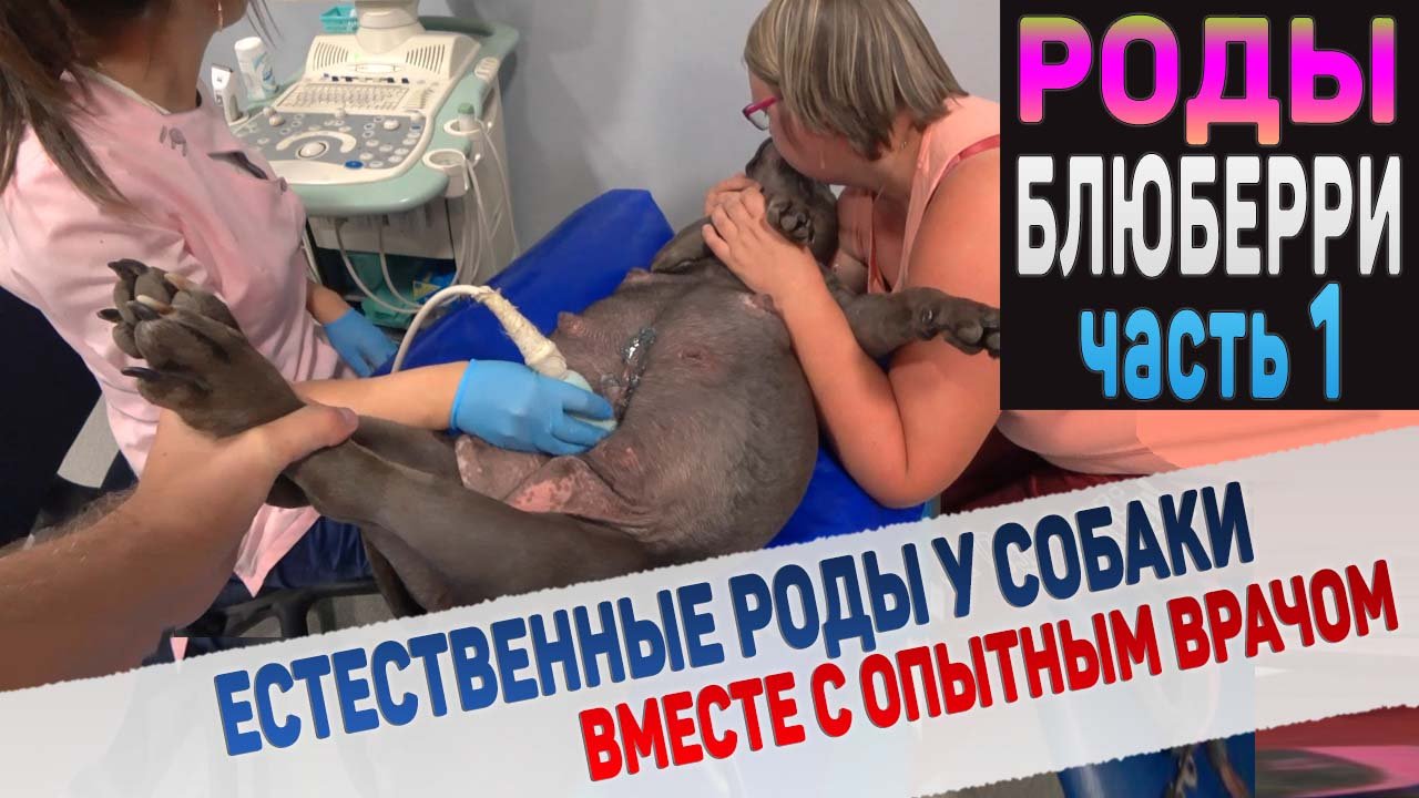Собака рожает в ветеринарной клинике. Часть 1. смотреть онлайн