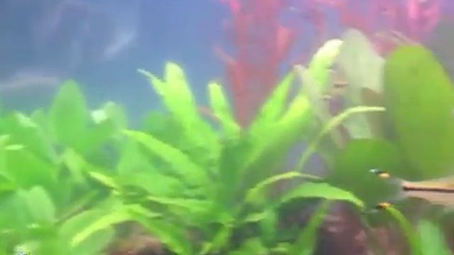 Барбусы Денисона: мальки и взрослые смотреть онлайн