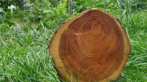 КАК ЗАРАБОТАТЬ НА СПИЛАХ ИЗ ДЕРЕВА . СПИЛЫ ДЛЯ ДЕКОРА И ТОРЦЕВЫЕ ДОСКИ .