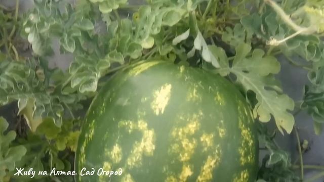 Грядка-термос, почему прозрачная плёнка, а не чёрная смотреть онлайн