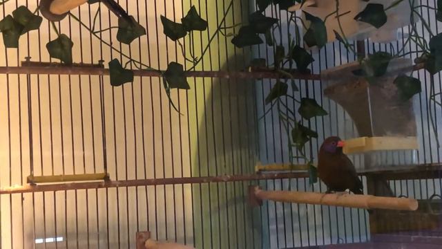 Grenadin à Oreillons Violets (Uraeginthus Granatina) смотреть онлайн