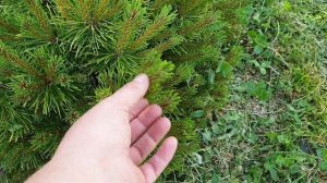 Обзор хвойных с красивыми приростами: ель Bialobok взрослая, ель Фрюлинсголд, пихта Молли и др.