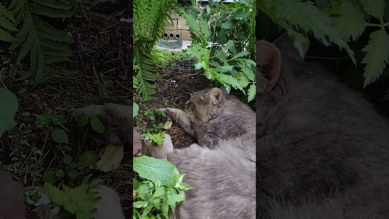 Бродячий котик уснул в клумбе #дача #бродячийкот #кот #котики #лето #милота #cat #cute #straycats