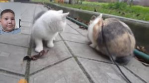 Смотрим клип Анука-Давайка песня про дружбу (Официальный клип)