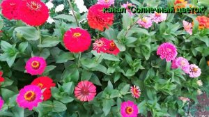 Цветник без хлопот: Цинния. Мой опыт выращивания. Майоры.