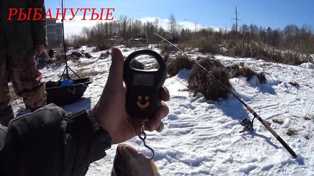 Чудо-Озеро Удомля. Один на озере. Трофейная Телапия.Русская рыбалка на фидер весной. смотреть онлайн