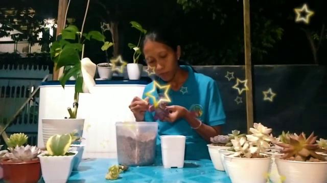 #succulent #echeveria 🔥Unboxing 🔥 Echevaria Linguas n Echevaria Truffles 🥰🥰🥰 смотреть онлайн