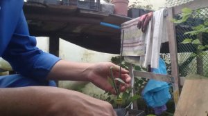 ПРИВИВКА РАСТЕНИЙ ВРАСЩЕП