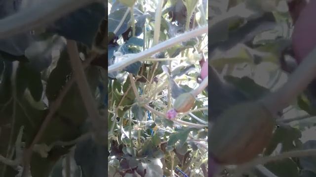 #zoom Как растут Арбузы в теплице смотреть онлайн