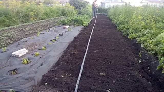 Посадка клубники на биогумусе и сапропеле смотреть онлайн