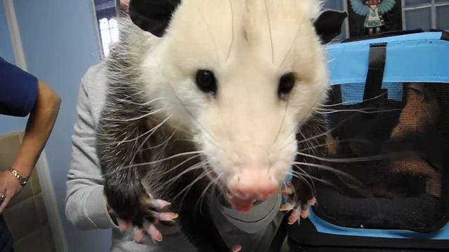 Pet Opossum Complaining смотреть онлайн