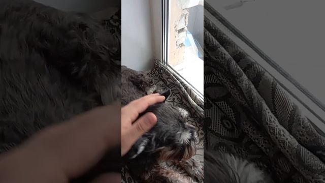 Мой цвергшнауцер смотреть онлайн