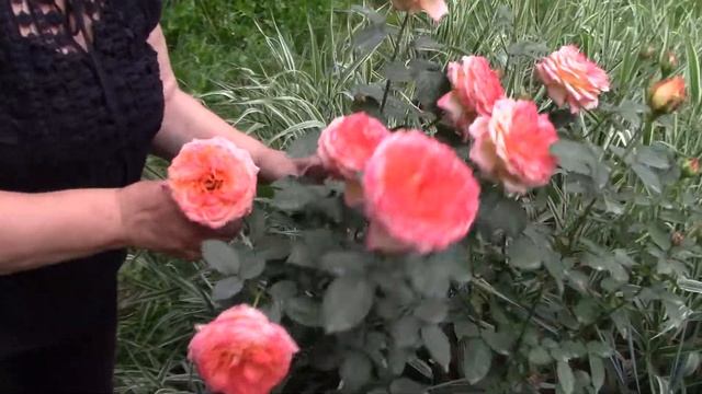 Роза сортовая и флорибунда. Отличия. смотреть онлайн