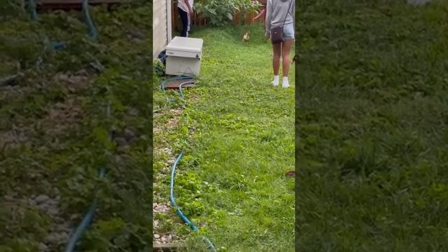 Chicken Chase смотреть онлайн