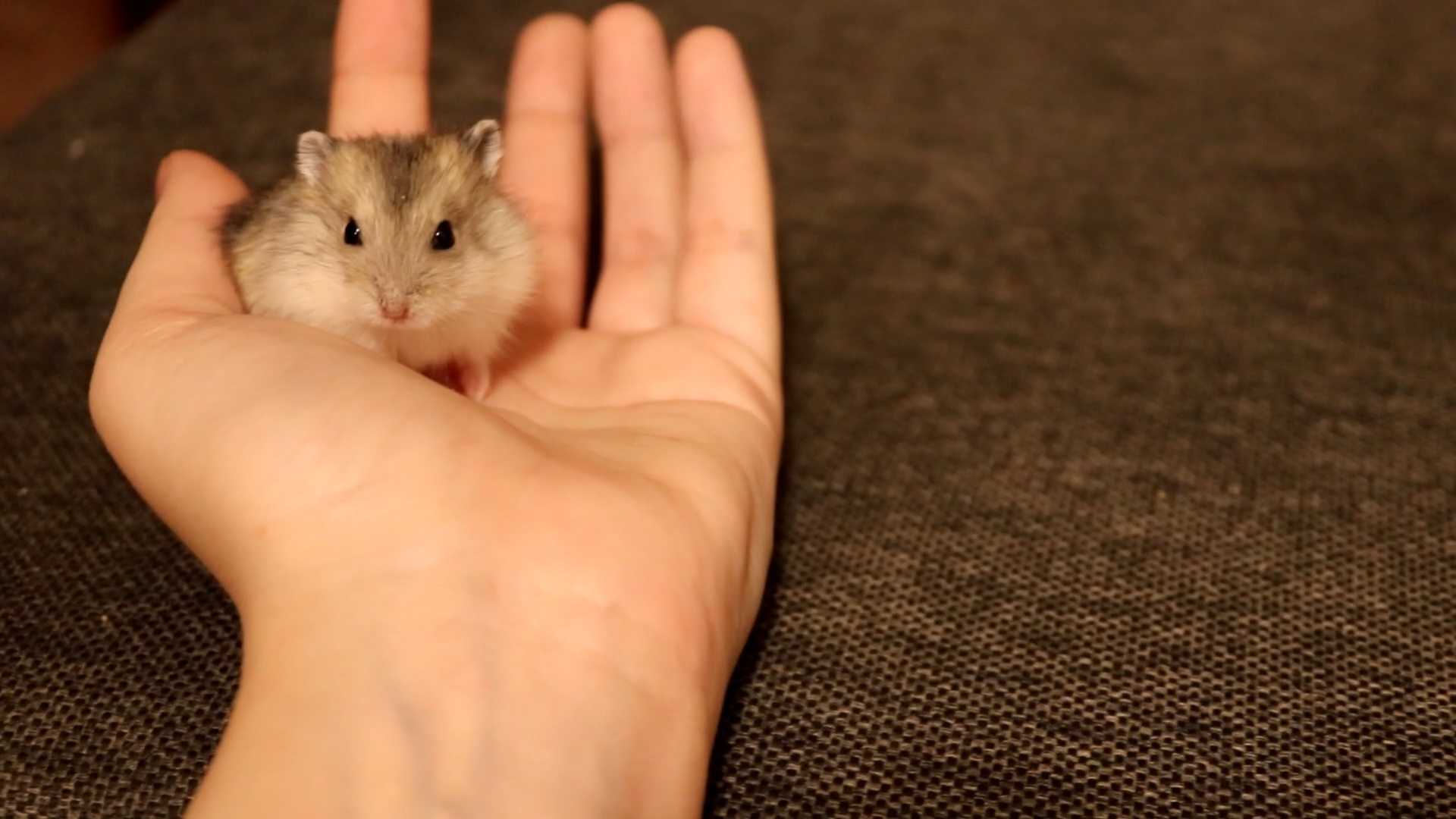 ХОМЯЧКАМ 18 ДНЕЙ ОТ РОДУ! смотреть онлайн