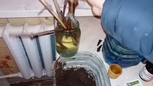 Укоренение черенков винограда с применением корневина, гетероуксина и меда. смотреть онлайн