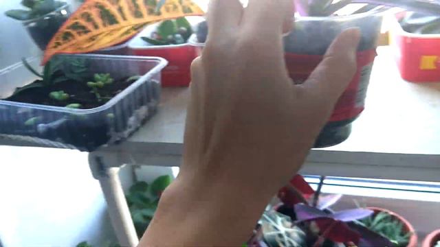 🌺 мои комнатные растения в октябре 🌺 где же солнышко смотреть онлайн
