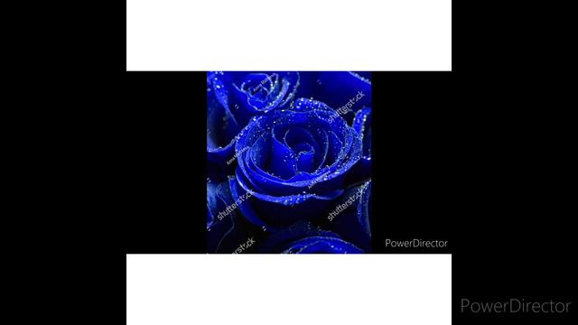 Today's best music(Blue rose) смотреть онлайн